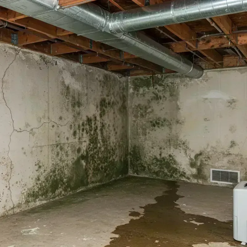 Professional Mold Removal in Lakeport, CA